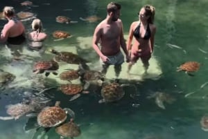 نونجوي السباحة والغطس مع السلاحف في بحيرات زنجبار في زنجبار