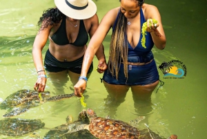 نونجوي السباحة والغطس مع السلاحف في بحيرات زنجبار في زنجبار