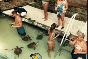 نونجوي السباحة والغطس مع السلاحف في بحيرات زنجبار في زنجبار