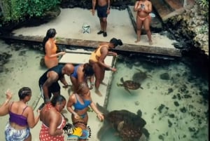 نونجوي السباحة والغطس مع السلاحف في بحيرات زنجبار في زنجبار