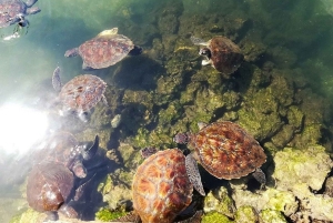 Nungwi: Bezoek aan het schildpaddenreservaat en Dhow Cruise bij zonsondergang