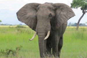 Nyerere National Park 3-dagars safariresa