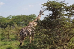 Nyerere National Park 4 Days/3 nights Safari & Fishing