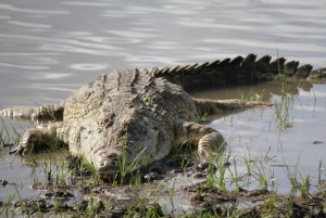 Tour del Parco Nazionale Nyerere