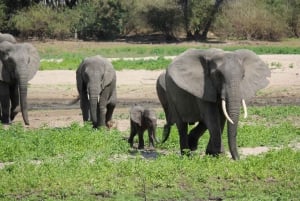 Tour del Parco Nazionale Nyerere