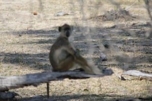 Tour del Parco Nazionale Nyerere