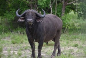 NYERERE NP: 4-Day Safari + 1 Night Camping Inside the Park