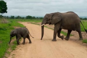 NYERERE NP: 4-Day Safari + 1 Night Camping Inside the Park