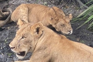 NYERERE NP: 4-Day Safari + 1 Night Camping Inside the Park