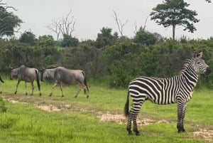 NYERERE NP: 4-Day Safari + 1 Night Camping Inside the Park