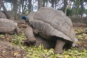 Av Jambiani/Paje: Rømning fra fengselsøya og sandbanken Nakupenda
