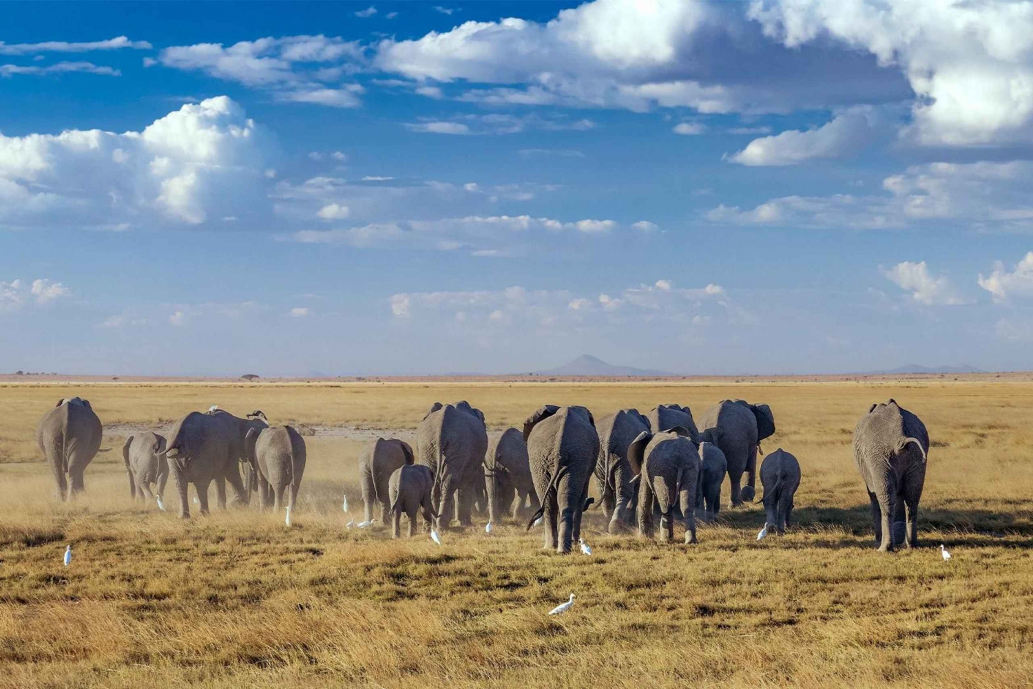 Yöpyminen Amboselin kansallispuistossa