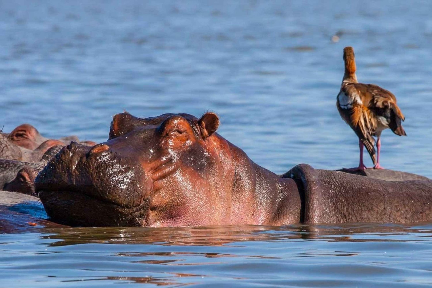 2-dagers gruppetur til Amboseli med Landcruiser 4x4 Jeep