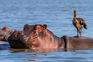 2 Days Group tour to Amboseli Using Landcruiser 4x4 Jeep