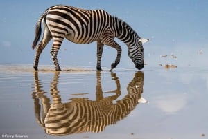 Excursão em grupo de 2 dias a Amboseli em Landcruiser 4x4 Jeep