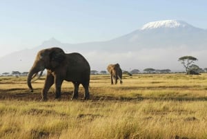 Excursão em grupo de 2 dias a Amboseli em Landcruiser 4x4 Jeep