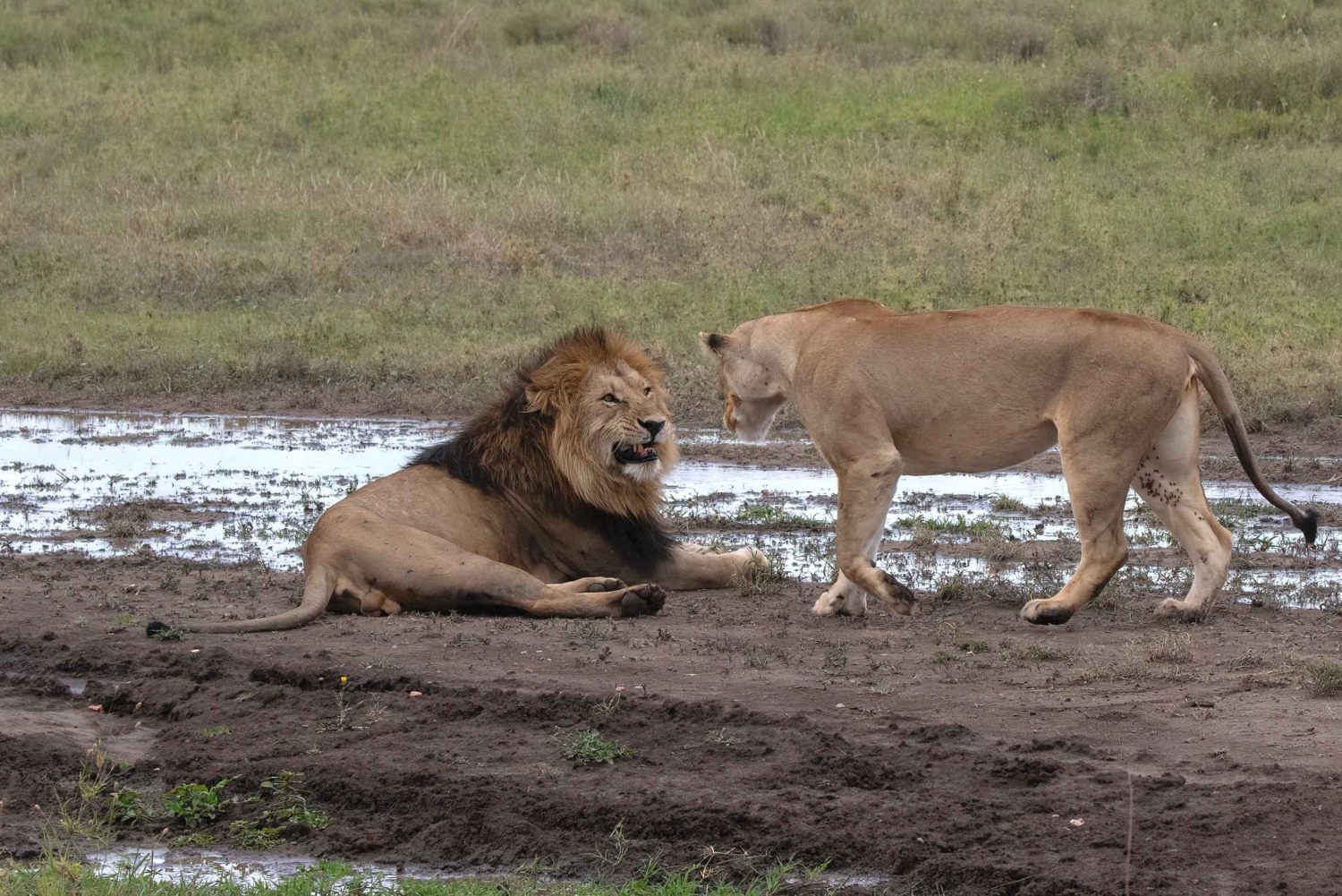 Pangani: Saadani National Park Safari with Hotel Pickup