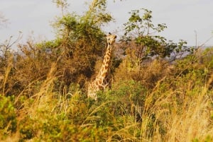 Пангани: сафари в национальном парке Саадани с трансфером из отеля