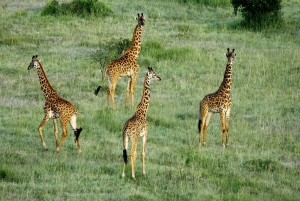 Пангани: сафари в национальном парке Саадани с трансфером из отеля
