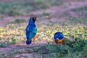 Пангани: сафари в национальном парке Саадани с трансфером из отеля