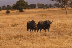 Пангани: сафари в национальном парке Саадани с трансфером из отеля