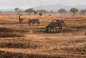 Пангани: сафари в национальном парке Саадани с трансфером из отеля
