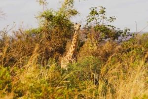 Пангани: сафари в национальном парке Саадани с трансфером из отеля