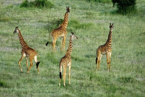 Пангани: сафари в национальном парке Саадани с трансфером из отеля