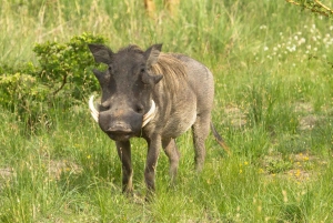 Пангани: сафари в национальном парке Саадани с трансфером из отеля