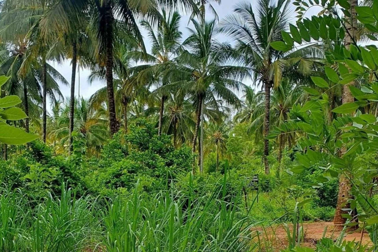 Pemba: Tur til nellikplantasje og swahili-danseshow