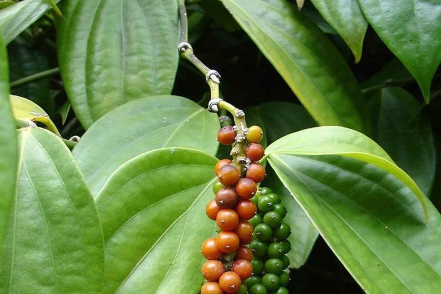 Pemba: tour della piantagione di caffè con degustazione e snack