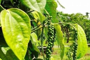 Pemba: tour della piantagione di caffè con degustazione e snack