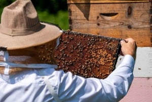 Zanzibar : Île de Mnemba, Aquarium de Tortues et Plage de Kendwa