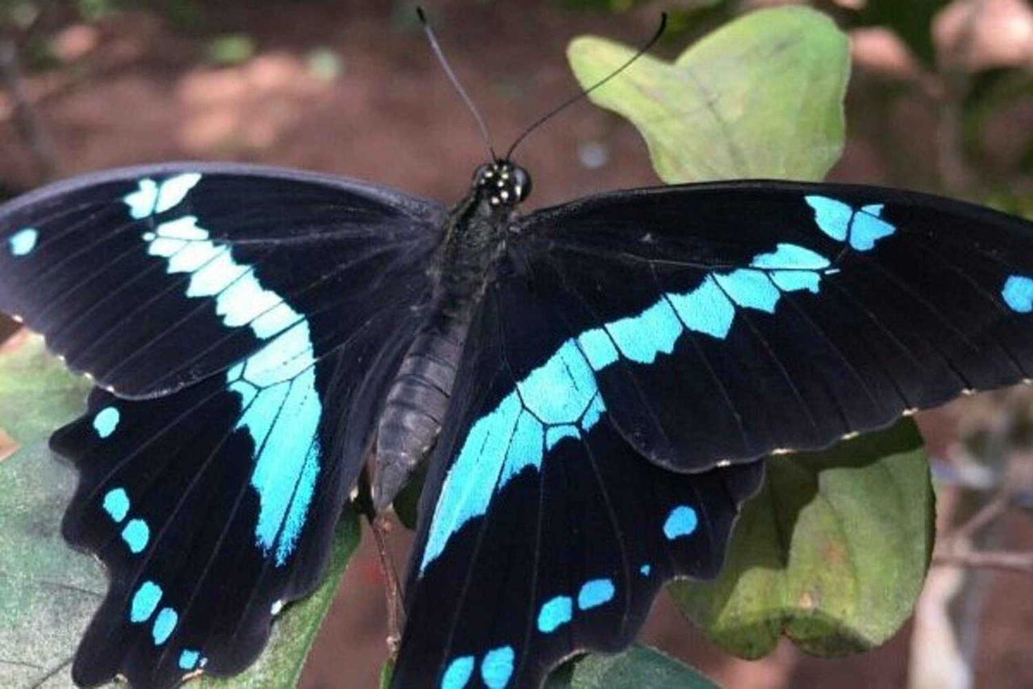 ザンジバル：ヒトデ、シュノーケリング、ブルーラグーンアドベンチャーをお楽しみください