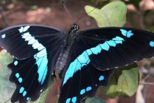 ザンジバル：ヒトデ、シュノーケリング、ブルーラグーンアドベンチャーをお楽しみください