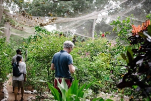 ザンジバル：ヒトデ、シュノーケリング、ブルーラグーンアドベンチャーをお楽しみください
