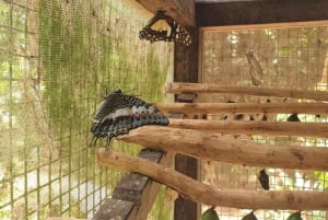 ザンジバル：ヒトデ、シュノーケリング、ブルーラグーンアドベンチャーをお楽しみください