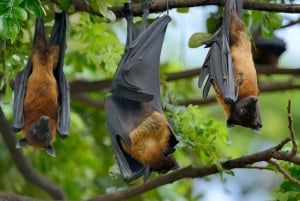 ザンジバル：ジョザニの森、スパイス農園、そしてプリズン島をご覧ください