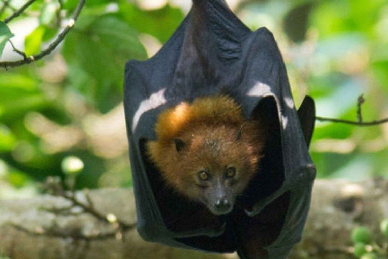 Wyspa Pemba: Chake Chake i Kidike Pemba Flying Fox Tour