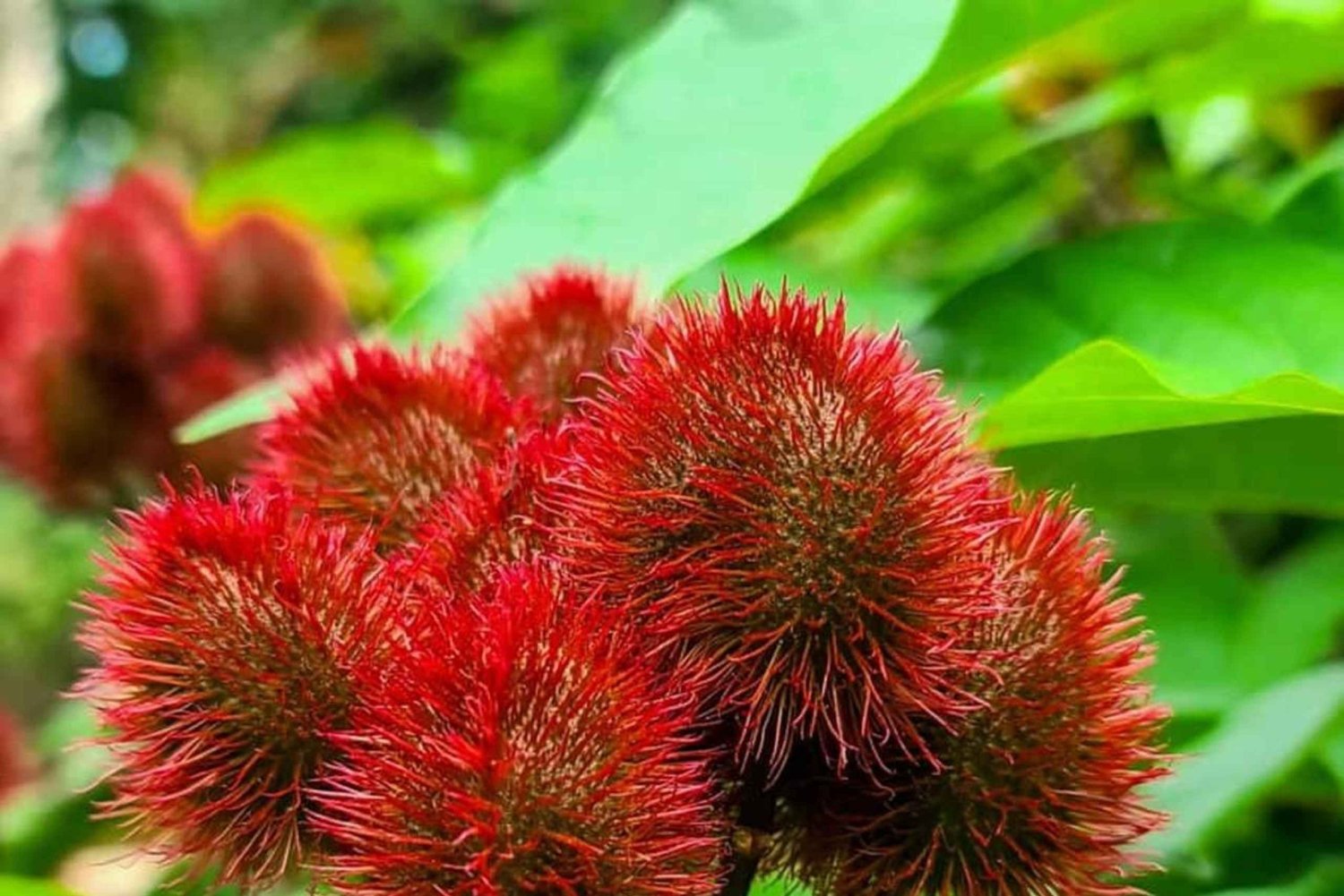 Pemba Island: Chake Chake and Spice Farm Tour