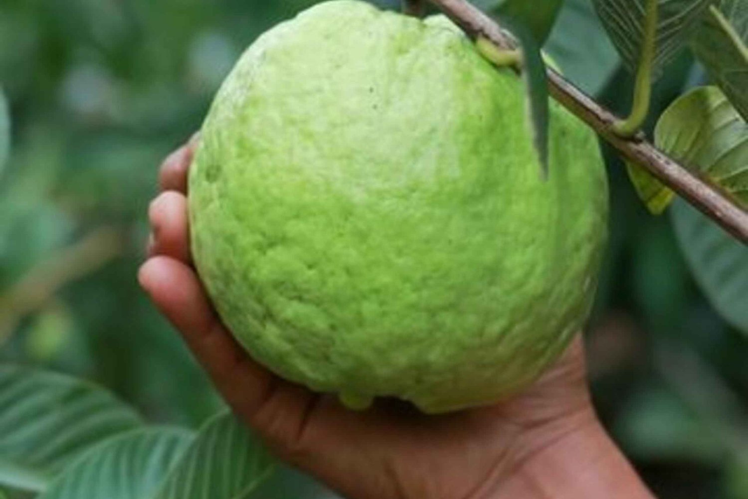 Île de Pemba : Chake Chake et visite d'une plantation d'épices