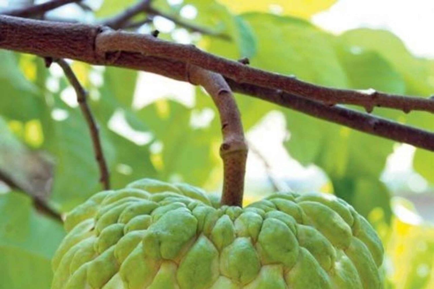 Pemba Island: Chake Chake and Spice Farm Tour