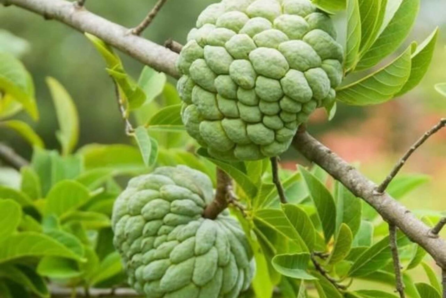 Pemba Island: Chake Chake and Spice Farm Tour