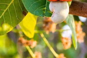 Pemba Island: Chake Chake and Spice Farm Tour