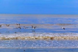 زنجبار: جولة إرشادية في المدينة الحجرية مع تذكرة سوق العبيد