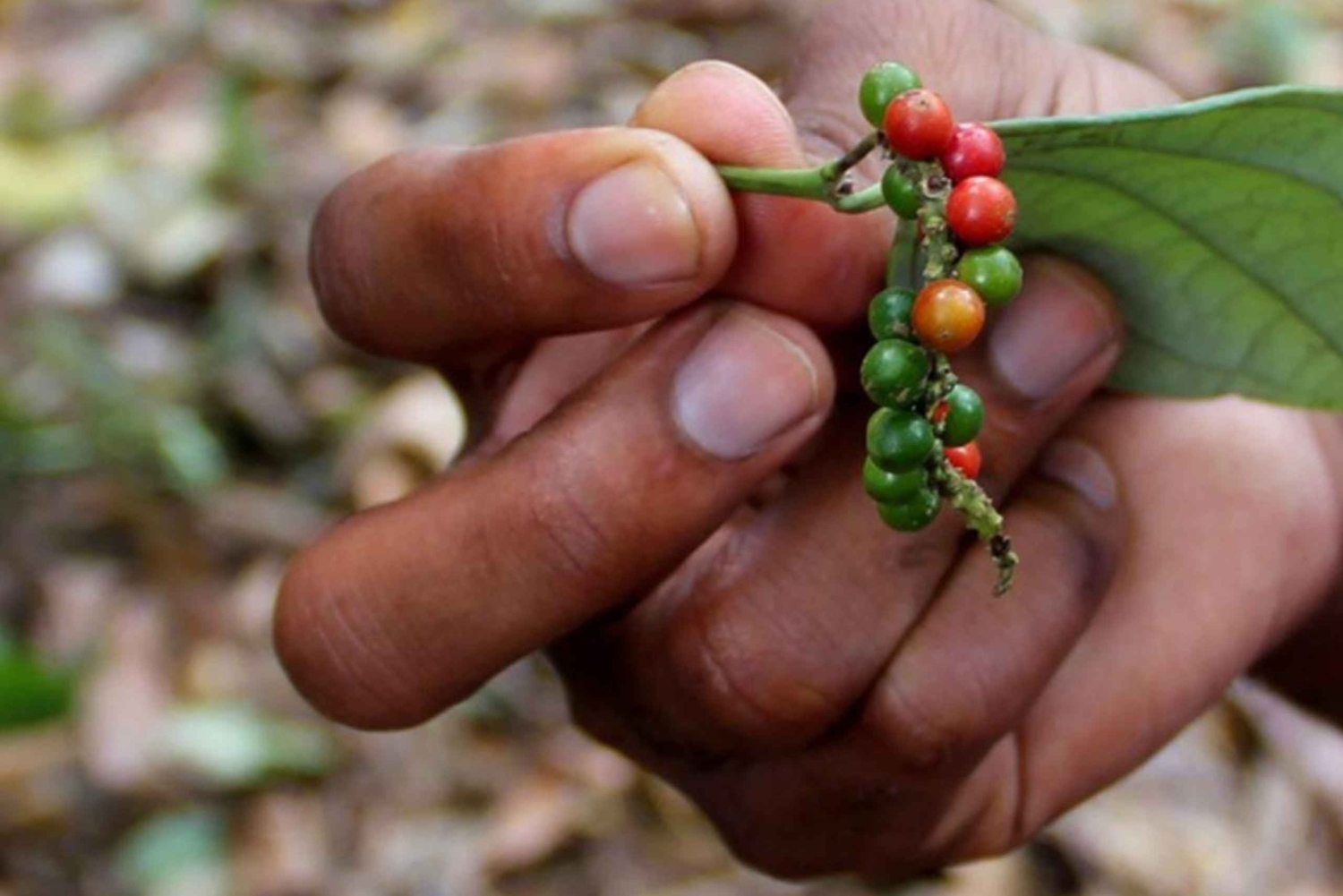 Pemba-øya: Chake Chake, kajakk og krydderfarmtur