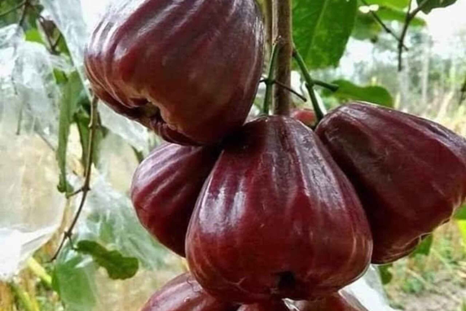 Pemba Island: Dhow Race and Spice Plantation Tour