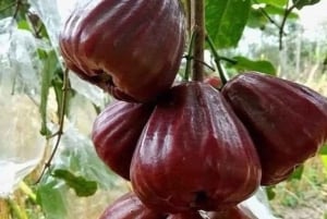 Pemban saari: Dhow-kilpailu ja mausteviljelmäkierros