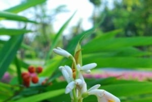 Pemban saari: Dhow-kilpailu ja mausteviljelmäkierros