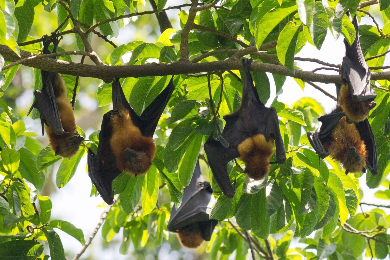 Zanzibar: kajakken door mangroves en zwemmen met schildpadden in Salaam Cave